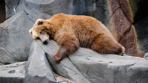hibernation in humans tagalog|Hibernation .